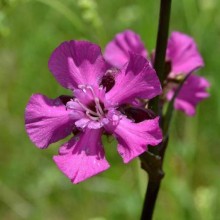 img-1: Вискария Нимфа - ООО «Семена Тут»