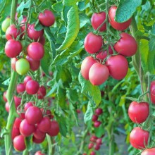 Томат Ямамото F1 - ООО «Семена Тут»