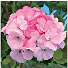 Пеларгония зональная Ярка F1 [100 шт] - ООО «Семена Тут»