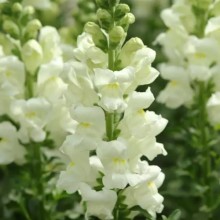 Львиный зев Мэриленд (группа 1,2) Айвори Вайт [1000 шт] - ООО «Семена Тут»