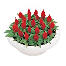 Целозия перистая Юката Ред [1000 шт] - ООО «Семена Тут»