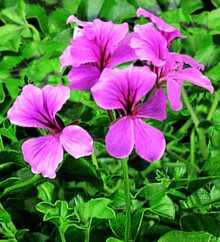 Пеларгония плющелистная Торнадо Пинк [50 шт] - ООО «Семена Тут»