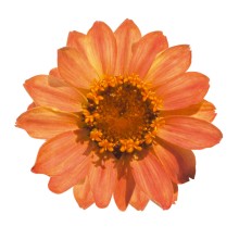 Цинния Профьюжен Эприкот [1000 шт] - ООО «Семена Тут»