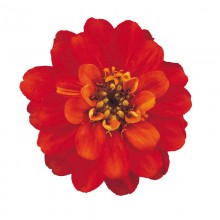 Цинния Профьюжен Дабл Файэ [100 шт] - ООО «Семена Тут»