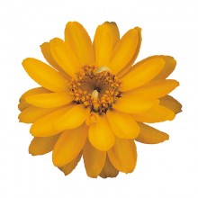 Цинния Профьюжен Дабл Голден [100 шт] - ООО «Семена Тут»