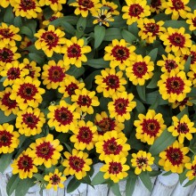 img-1: Цинния Профьюжен Ред еллоу биколор [100 шт] - ООО «Семена Тут»