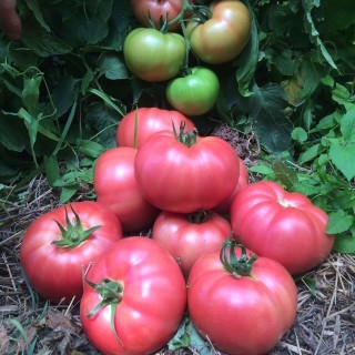 Томат Пинк Маргари F1 - ООО «Семена Тут»