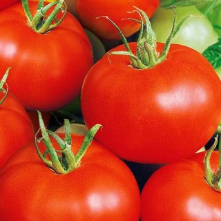 Томат Метрополь F1 - ООО «Семена Тут»