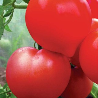 img-0: Томат Государь F1 (инкруст. семена) - ООО «Семена Тут»