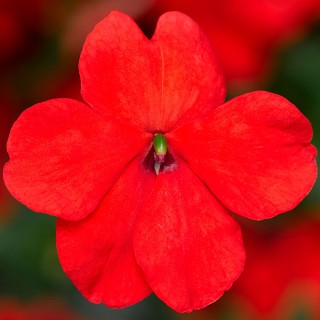 img-0: Бальзамин Имара F1 Оранж [1000 шт] - ООО «Семена Тут»