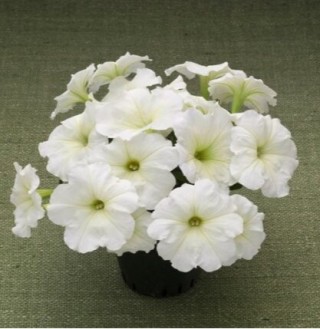 img-1: Петуния гибридная Трилоджи Лайм [50 драже] - ООО «Семена Тут»