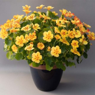 img-1: Настурция Айс Крим Сандей [1000 шт] - ООО «Семена Тут»