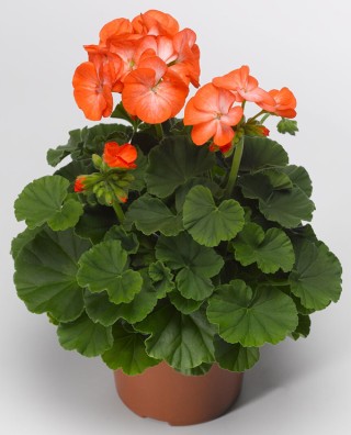 img-1: Пеларгония зональная Пинто Премиум Оранж Биколор [100 шт] - ООО «Семена Тут»