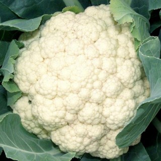 Капуста цветная Униботра (Ундина)  F1 - ООО «Семена Тут»