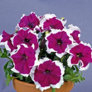 Петуния грандифлора Донна Пикоти Вельвет [50 драже] - ООО «Семена Тут»
