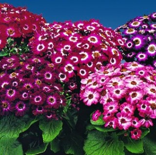 Цинерария гибридная Молл Микс [50 шт] - ООО «Семена Тут»