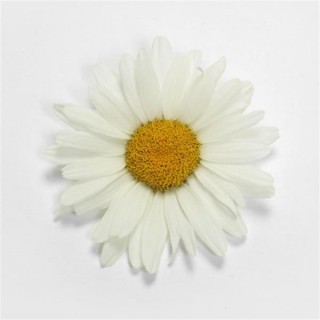 img-0: Нивяник Вайт Лион [100 шт] - ООО «Семена Тут»