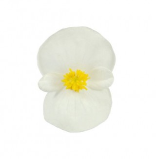 Бегония вечноцветущая зеленолистная Супер Кул Вайт [1000 драже] - ООО «Семена Тут»