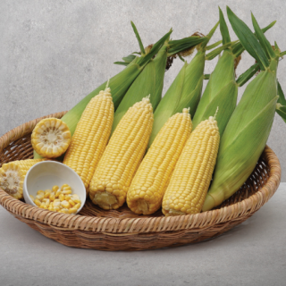 img-0: Кукуруза Фрагман F1 - ООО «Семена Тут»