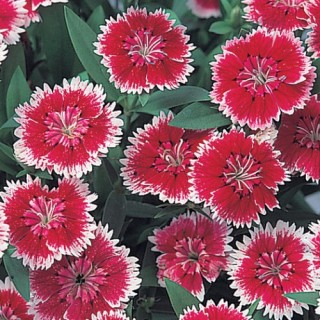 Гвоздика гибридная Телстар Пикоти [100 штук] - ООО «Семена Тут»