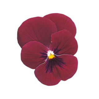 Виола рогатая Грандиссимо Роуз виз Блоч [1000 шт] - ООО «Семена Тут»