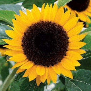 img-0: Подсолнечник Воронежский 638 - ООО «Семена Тут»