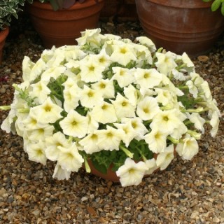 Петуния мультифлора Рапид Саншайн [100 драже] - ООО «Семена Тут»