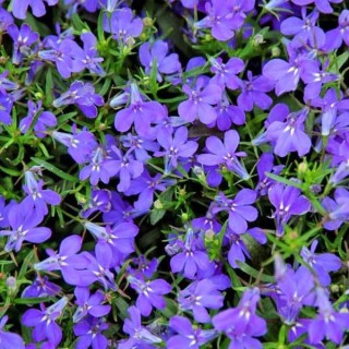 Лобелия прямостоячая Ривьера Марин Блю [100 м/драже] - ООО «Семена Тут»