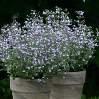 Каламинта Марвелетт Блю [100 шт] - ООО «Семена Тут»