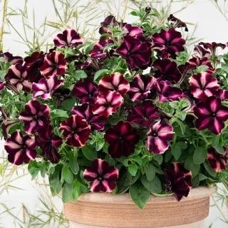 Петуния мультифлора Романтика Мунлайт [1000 драже] - ООО «Семена Тут»