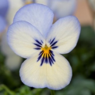 img-0: Виола рогатая Флорал Пауэр F1 Блю Пикоти [1000 шт] - ООО «Семена Тут»