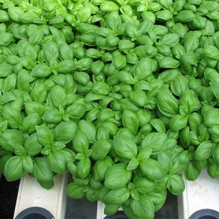 img-1: Базилик Мариан - ООО «Семена Тут»