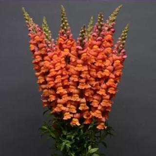 Львиный зев Кул Оранж [1000 шт] - ООО «Семена Тут»