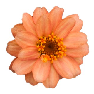 Цинния Профьюжен Дабл Дип Салмон [100 шт] - ООО «Семена Тут»