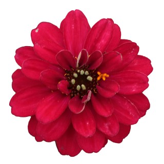 Цинния Профьюжен Дабл Хот Черри [100 шт] - ООО «Семена Тут»