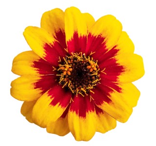 img-0: Цинния Профьюжен Ред еллоу биколор [100 шт] - ООО «Семена Тут»