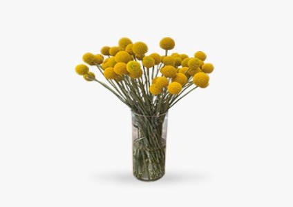 Краспедия: солнце в вашем доме...