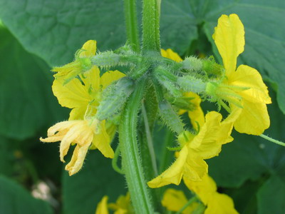 женские цветки