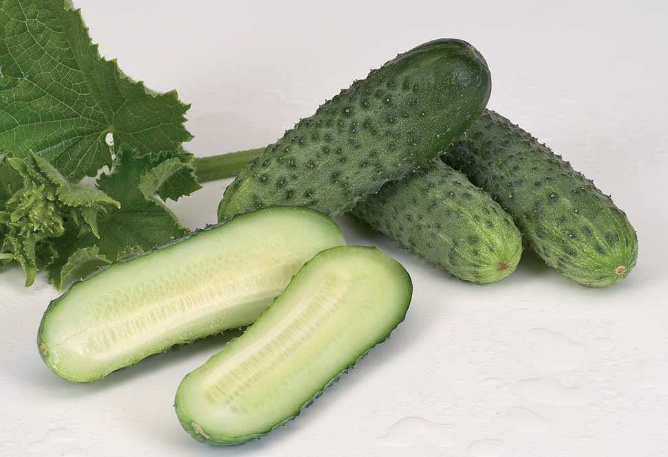 партенокарпический огурец