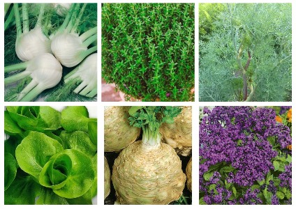 Пополнился ассортимент весовых семян овощей